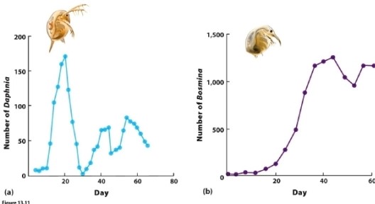   Which of the following is most likely to explain why Daphnia exhibits greater oscillations in population size than Bosmina? A)  Daphnia exhibits delayed density dependence; Bosmina does not. B)  Bosmina exhibits delayed density dependence; Daphnia does not. C)  Daphnia's carrying capacity is higher than Bosmina's. D)  Daphnia's carrying capacity is lower than Bosmina's.
