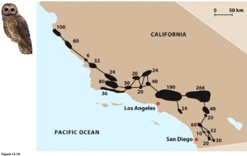    This figure shows a metapopulation for the California spotted owl. Describe two ways in which this real metapopulation differs from the assumptions of the basic model of metapopulation dynamics,  \bar { p }  <sub> </sub> = (1 - e/c). 