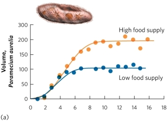 The figure shows the change in population size of Paramecium from Gause's experiment, raised in either high-food or low-food conditions. Based on this figure, how was the logistic growth model for Paramecium changed by adding food?   A)  High food increased r. B)  High food decreased r. C)  High food increased K. D)  High food decreased K.