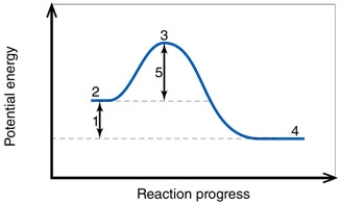In the diagram, the number 4 corresponds to the:   A)  reactants. B)  products. C)  activation energy. D)  transition state. E)  net energy change.