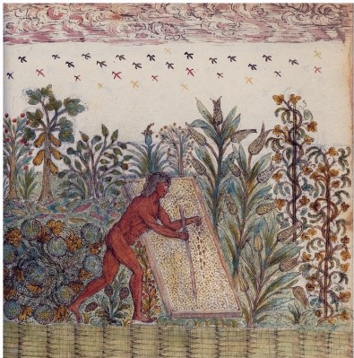 <strong>The European artist of Ancient Agriculture misrepresented native agricultural practices in what way?  </strong> A) The person in the drawing is male, whereas women did the bulk of agricultural work. B) The person in the drawing is alone, whereas agricultural work was always done in groups. C) The drawing includes corn, which was not a staple of Native American agriculture. D) The farmer would not have been sowing new crops while other crops were bearing fruit for harvest. <div style=padding-top: 35px> 