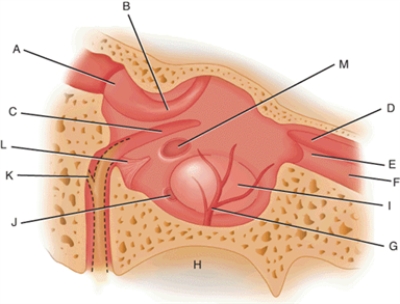 Match each structure or landmark to the correct descriptor.   -Tympanic nerve