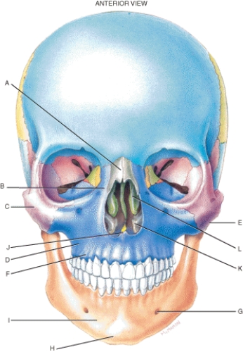 Match each labeled landmark or bone in the following figure to the correct descriptor. Terms may be used more than once or not at all.   -Middle nasal concha