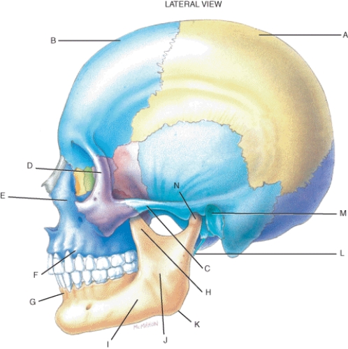 Match each labeled landmark or bone in the following figure to the correct descriptor. Terms may be used more than once or not at all.   -Frontal bone