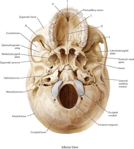 Match each labeled landmark or bone in the following figure to the correct descriptor. Terms may be used more than once or not at all.   -Premaxilla