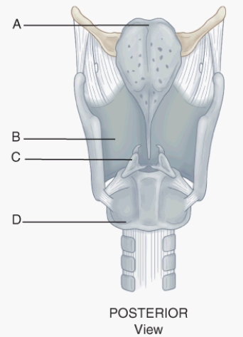 Match the term or descriptor with the item or landmark indicated in the following figure.   -This cartilage articulates with the cricoid cartilage.
