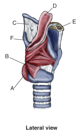 Match the description to the structure, landmark, or muscle in the following figure.   -Corpus