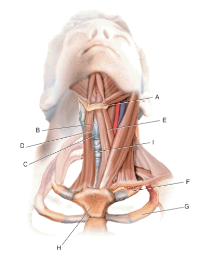 Match the terms or descriptions to the muscle, landmark, or structure in the following figure.   -Angle