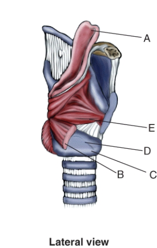 Match the terms or descriptions to the muscle, landmark, or structure in the following figure.   -Lateral cricoarytenoid