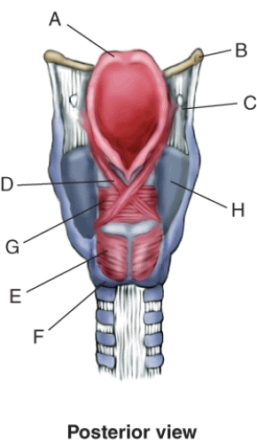 Match the terms or descriptions to the muscle, landmark, or structure in the following figure.   -Cricoid