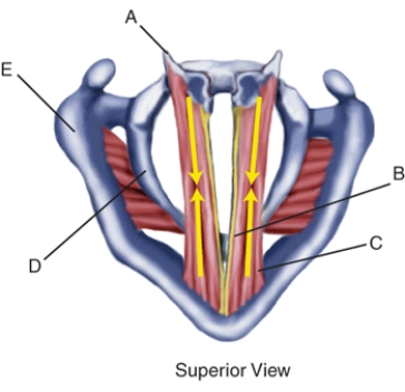 Match the terms or descriptions to the muscle, landmark, or structure in the following figure.   -Cricoid