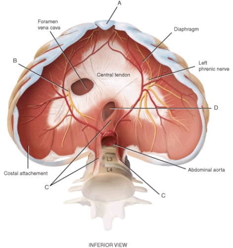 Identify the components indicated on the following figure using the letters provided. Letters may be used more than once or not at all.   -Posterior-most attachment of the diaphragm
