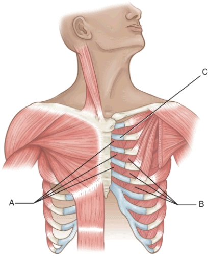 Identify the components indicated on the following figure using the letters provided. Letters may be used more than once or not at all.   -A muscle of inspiration