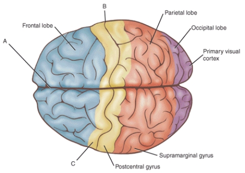 Match each structure or landmark to the correct descriptor.   -Longitudinal cerebral fissure