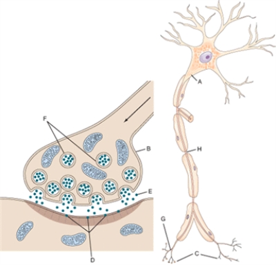 Match each structure or landmark to the correct descriptor. Terms may be used more than once or not at all.   -Postsynaptic ion channels