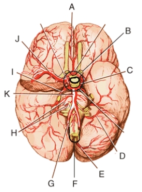 Match each structure or landmark to the correct descriptor. Terms may be used more than once or not at all.   -Anterior spinal artery