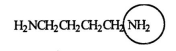 <strong>Putrescine is produced during the decay and protein breakdown of meats and is responsible for some of the odor found in them. Identify the functional group circled.  </strong> A) aldehyde B) ketone C) amide D) nitrile E) amine <div style=padding-top: 35px> 