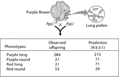   -Recombinant offspring were produced by the mating shown in the accompanying art. What is the recombination frequency of purple-round and red-long offspring? A) 21% B) 381 C) 21 + 21 D) 11%