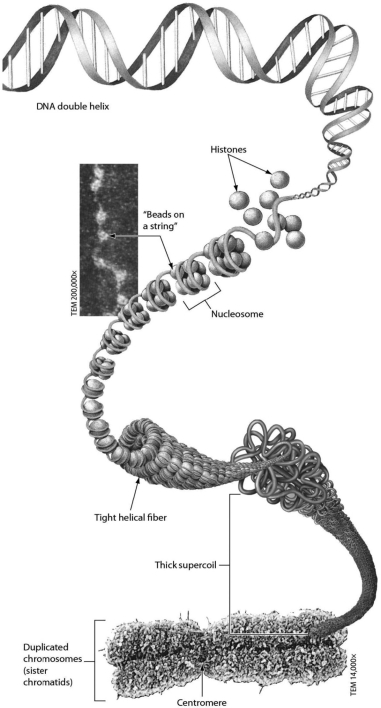 Examine the figure below. Nucleosomes are made of ________.   A) RNA and protein B) DNA and no protein C) DNA and histone proteins