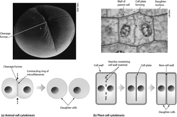 As shown in the accompanying figure, plant cell cytokinesis differs from animal cell cytokinesis because ________.   A) plant cells produce more daughter cells B) plant cells form a cell plate and animal cells do not C) animal cells produce more daughter cells D) animal cells form a cell plate and plant cells do not