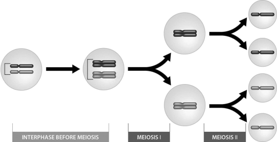   -The 2n number for the cell depicted here is ________. A) one B) two C) four D) eight