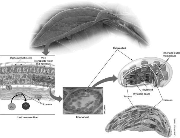   -In the accompanying figure, the molecule that makes up the bulk of the mass of the plant comes in mostly ________. A) through the veins, which bring materials from the roots B) through the transparent covering of the leaf into the photosynthetic cells C) through the stomata D) from the roots where they are stored during the night