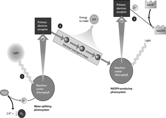  -The light reactions are generally presented in zig-zag patterns, as shown in the accompanying figure which has an implied amount of energy on the vertical axis. What is the significance of the primary electron receptor shown at position 2 being slightly higher than the primary electron receptor shown at position 3? A) The electron that has been accepted gains energy as it leaves the primary electron receptor at 2 and heads to the primary electron receptor at position 3. B) The primary electron receptor at 2 has slightly less energy than the primary electron receptor at position 3. C) The primary electron receptor at position 2 comes before the primary electron receptor at position 3. D) Since electrons have given off energy in the electron transport chain, they can be boosted higher by the second photosystem.