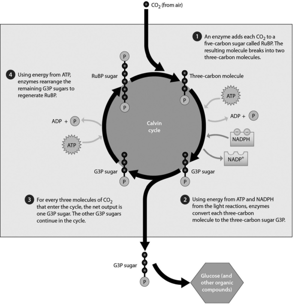   -Which compound is a direct output of the Calvin cycle? A) C<sub>6</sub>H<sub>12</sub>O<sub>6</sub> B) NADPH C) G3P D) ATP