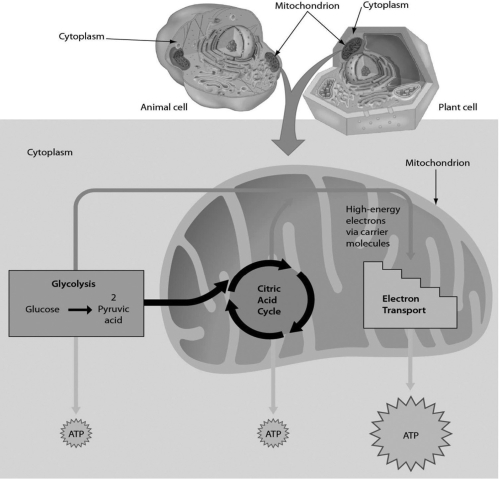   -Examine the figure. Which of these stages receive input from more than one other stage? A) glycolysis B) citric acid cycle C) electron transport