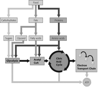 Which molecule shown in the figure below does NOT begin cellular respiration in the cytoplasm?   A) amino acids B) fatty acids C) glucose D) glycerol