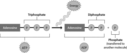 How does the figure below represent the relationship between energy and ATP?   A) The addition of energy releases a phosphate group from ATP. B) ATP can perform cellular work when it releases a phosphate group. C) ATP can be converted to ADP by adding a phosphate group. D) Energy is released from ATP during the process of cellular respiration.
