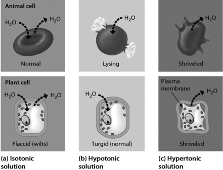 Examine the cells below. Cells with a higher concentration of ions than the surrounding medium tend to ________.   A) stay about the same size and shape B) expand C) shrink D) divide