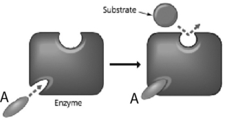 In7 the figure below, how does the molecule labeled A affect enzyme function?   A) It is an inhibitor that changes the enzyme's active site. B) It is a substrate imposter that keeps the regular substrate from binding. C) It is a second substrate for an enzyme that works on two substrates. D) It lowers the activation energy for the chemical reaction.