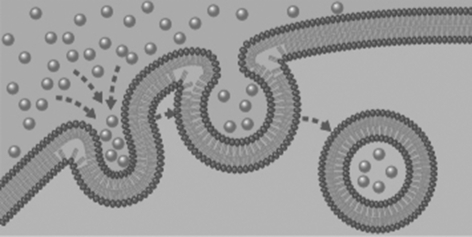 What cell transport is modeled by the diagram below?   A) A liver cell uses endocytosis to take up cholesterol from the blood. B) A tear gland cell secretes a salty solution by exocytosis. C) A neuron uses passive transport to export dopamine. D) An immune cell engulfs virus particles using facilitated diffusion.