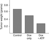 Scenario Biomedical scientists have recently developed an anticancer drug delivery system that sneaks the anticancer drug into cancer cells before releasing it. They were able to do this by using two sets of liposomes. An anticancer drug (Doxorubicin (Dox) ) bound to DNA molecules was added into one set of liposomes, and a high concentration of ATP molecules were added to the other set of liposomes. The drug is inactive when bound to DNA molecules. Researchers inject both types of liposomes into cancer cells, and upon doing so their contents are released. The ATP molecules from one set of liposomes bind to the DNA molecules from the other set of liposomes) and activate the drug, thus inducing cell death and decreasing tumor size. Mice with breast cancer tumors were treated with this liposome system to test the effectiveness of the drug. The scientists performed three trials-one with both types of liposomes (Dox + ATP) , one with just the drug (Dox only) , and one with a salt solution (control) . Examine the figure below and answer the following questions.   -Which statement regarding these data is TRUE? A) The weight of the tumors did not change if treated with just the drug (Dox only) or both types of liposomes (Dox + ATP) . B) Tumor weight decreases when you add just the drug (Dox only) to cancer cells. C) Adding just the drug (Dox only) or both types of liposomes (Dox + ATP) results in similar decreases in tumor weight. D) Dox must be entering the cancer cells via endocytosis to induce cell death.