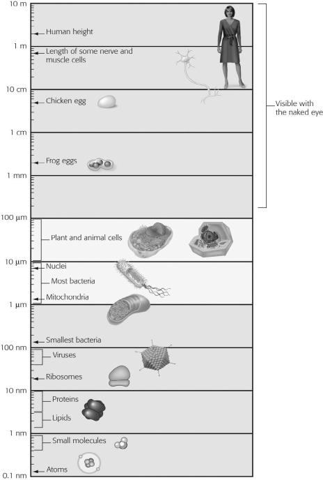 Using the figure for a reference, approximately how many times larger is the smallest bacteria compared to an atom?   A) 10 times larger B) 100 times larger C) 1,000 times larger D) 10,000 times larger