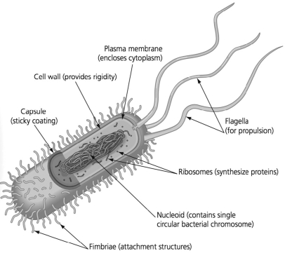 Suppose you are designing an antibiotic that specifically targets prokaryotic cells. Which labeled structure in the figure below should you target such that the antibiotic only affects prokaryotic cells?   A) structure A B) structure B C) structure C