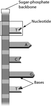 The figure below shows ________.   A) a single strand of RNA B) double-stranded RNA C) a single strand of DNA D) double-stranded DNA