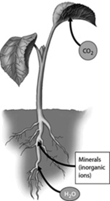 Examine the figure. Where is the site of carbon dioxide uptake by a plant?   A) root hairs B) stomata C) rhizomes D) internodes