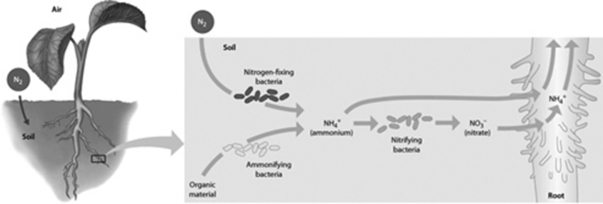   -In the figure, what produces nitrogen in a form that can be used directly by the plant, without need for conversion? A) nitrifying bacteria only B) ammonifying bacteria only C) nitrogen-fixing bacteria only D) ammonifying bacteria and nitrogen fixing bacteria