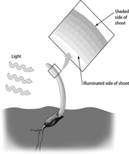   -What kind of plant response is represented by the bending of the shoot in this figure? A) phototropism B) gravitropism C) thigmotropism D) photoperiodism