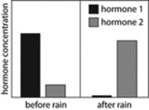   V -A scientist finds seeds of an unknown plant on top of the soil in a desert. She measures the concentration of two hormones in these seeds. After it rains, she collects more of these seeds, and finds that the concentration of the two hormones has changed. A graph of her results is shown. If the scientist returns to the desert to collect more seeds, a few days later, what should she observe? A) The seeds that are still in the desert will be dormant. B) The seeds that are still in the desert will be germinating. C) The seeds that are still in the desert will be dead. D) The seeds that are still in the desert will have increased levels of hormones 1 and 2.