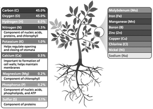   -What correctly describes the plant nutrients shown in the figure? A) The list on the left shows macronutrients, and the one on the right shows micronutrients. B) The list on the left shows micronutrients, and the one on the right shows macronutrients. C) The list on the left shows micro- and macronutrients, and the one on the right shows micronutrients.