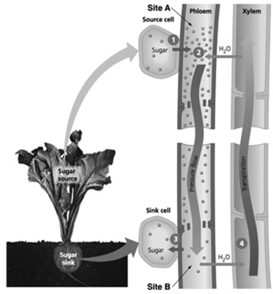   -In the figure, for sugar to move from the source cell (Label 1) into the phloem (Label 2) ________. A) active transport is needed to load the phloem tube with sugar B) water must flow to Label 2 from the adjacent xylem C) active transport is needed to drive phloem from Label 2 to Site B D) a sink cell at Label 3 must be removing sugar from the phloem