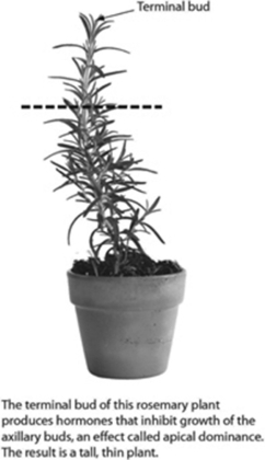 What is the likely effect of pruning a plant at the dotted line?   A) The plant will grow taller. B) The plant will increase branching. C) The plant will produce flowers. D) The plant will grow more roots.
