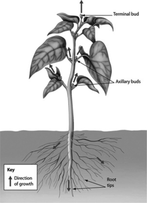 Use this figure to answer the following questions.   -The arrows in the figure above illustrate ________. A) germination B) secondary growth C) meiosis D) primary growth