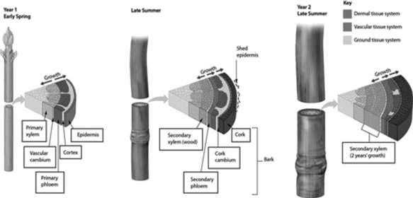 Use this figure to answer the questions.   -Examine the figure. Secondary growth involves cell division in the ________. A) cork cambium and apical meristem B) vascular cambium and apical meristem C) vascular cambium and cork cambium D) secondary xylem and secondary phloem