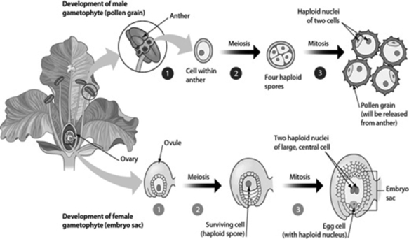 Use this figure to answer the questions.   -Examine the figure. Which structure has the same number of copies of chromosomes as the egg cell? A) a nucleus in the pollen grain B) endosperm C) flower petal D) leaf