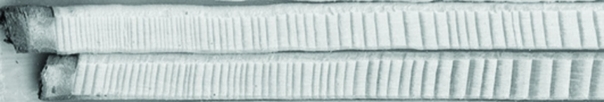 he width of tree rings provides insights into the environmental conditions experienced by a tree in the past. A way of sampling tree rings without cutting down a tree involves drilling out a narrow cylinder of wood from just beneath the bark to the center of a tree. The image below shows two samples of Picea abies (Norway spruce) . The bark of the trees is on the left side, and the center of the trees is on the right, but off the photo. Examine this image to answer the questions.   -The amount of growth in a season depends on climate conditions. Examine the image, and interpret the pattern of tree growth to estimate the conditions recorded in these trees. A) It may have been wetter and warmer when the trees were young compared to more recent times. B) It may have been drier and colder when the trees were young compared to more recent times. C) Conditions in the past were identical to recent times.