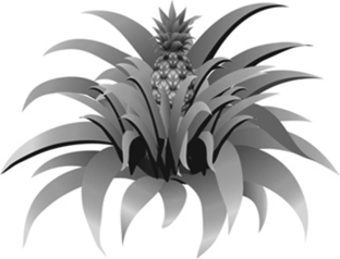 Read the following scenario to answer the questions.   The pineapple, grown for its sweet fruit, is a tropical monocot with a diploid number of 50. It can live for many years. The plant starts as one short stem with tough leaves. The flowers of the pineapple are located as a cluster at the very top of the stem. After pollination, the single fruit forms from the fusion of the ovaries of the flowers in the cluster. The seeds are located just underneath the surface of the fruit. The pineapple fruit is harvested by cutting at the base of the fruit. After the first fruit is produced, side shoots grow from the main stem, which can go on to produce additional fruits. -Where would we expect to find cells with 25 unpaired chromosomes in a pineapple plant? A) in the leaves B) in the ovaries prior to pollination C) in the fruit D) in the fused ovaries